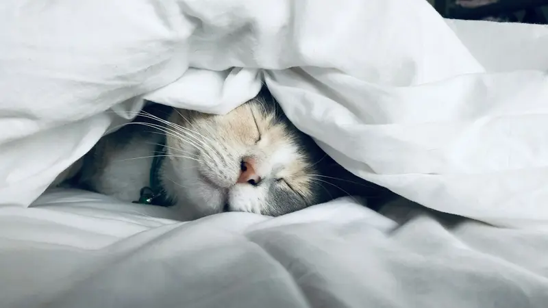 A kitten sleeping peacefully under a soft white blanket